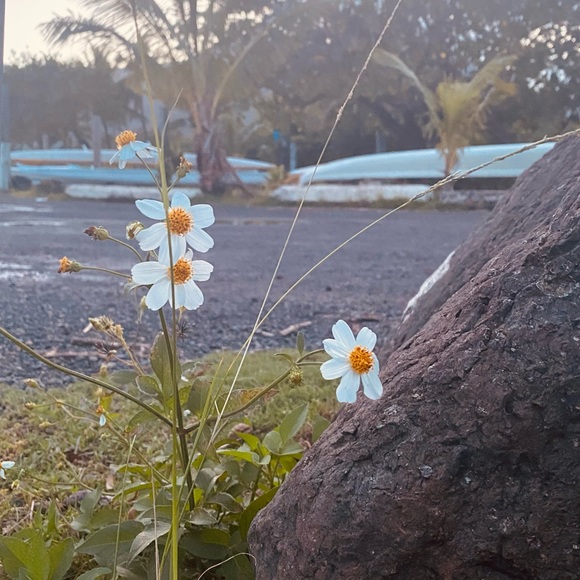 kealohavelez